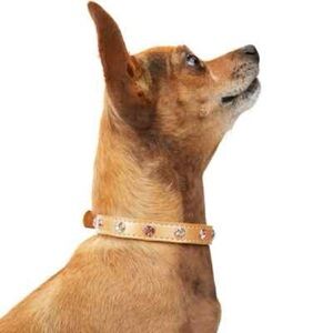 Youly Tan Dog Collar with Gem Accents